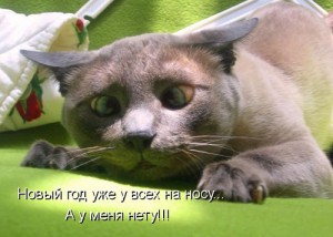 Коты и кошки