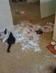 Коты и кошки