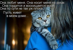 Коты и кошки