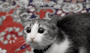 Коты и кошки