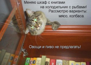 Коты и кошки