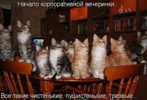 Коты и кошки