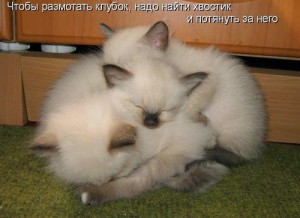 Коты и кошки